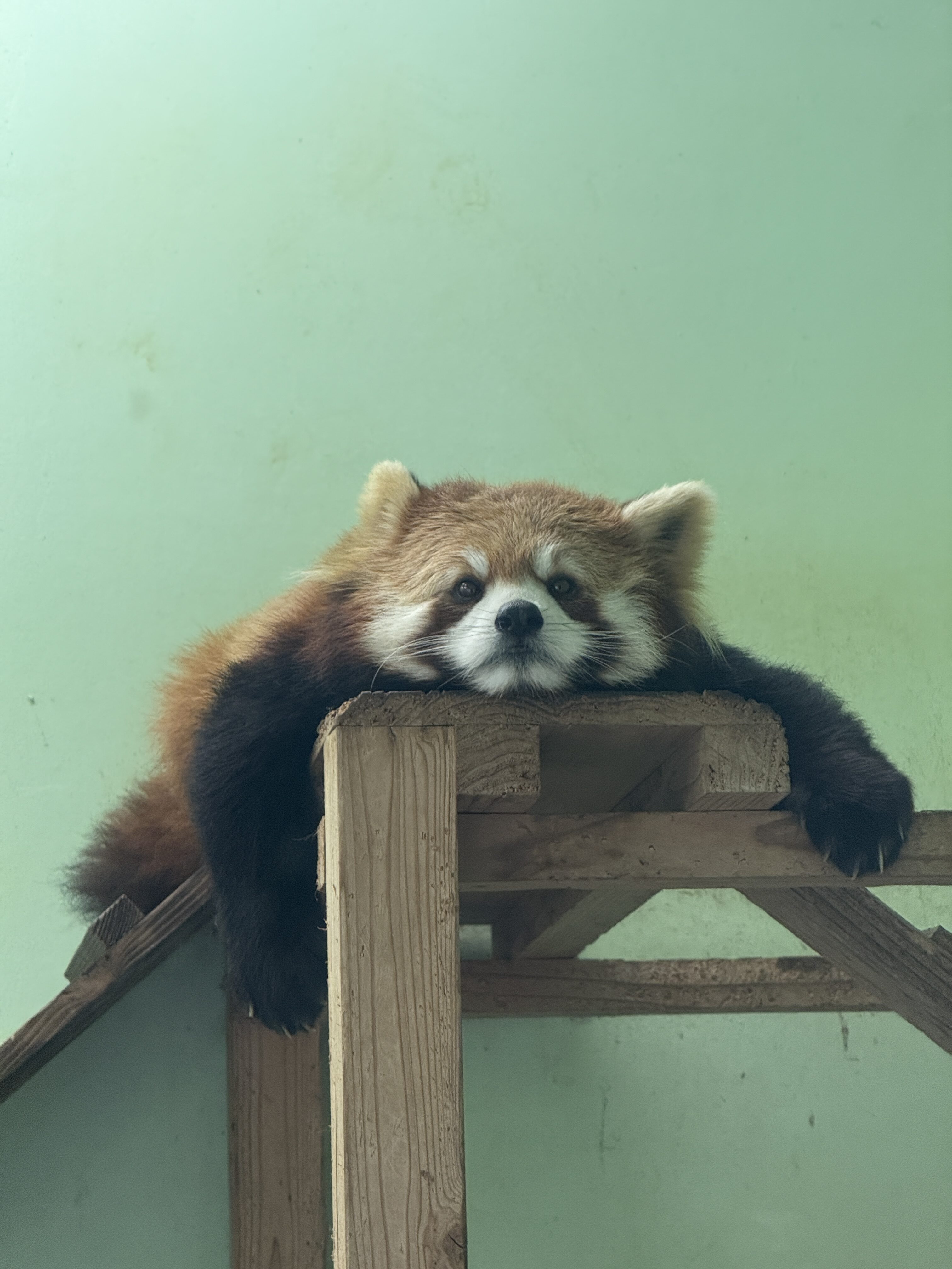 【発達障がい・知的障がいのある子にやさしい動物園】千葉市動物公園のおすすめポイント♪